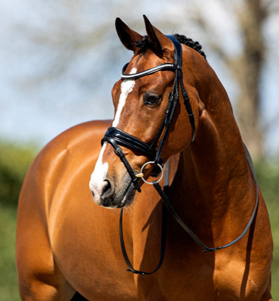 ANKY Bridle