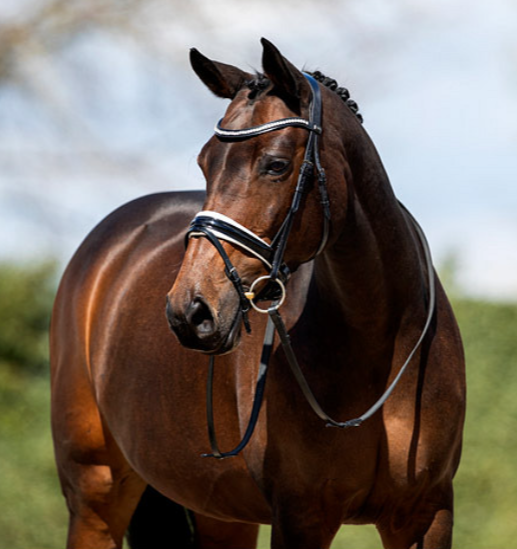 ANKY Bridle