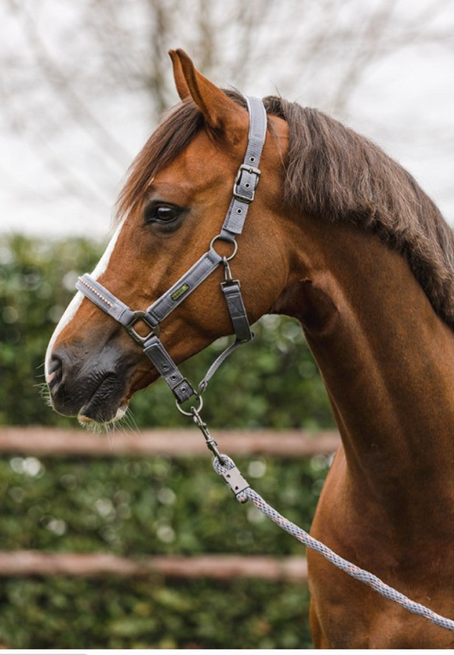 ANKY® Halter and Lead Stones