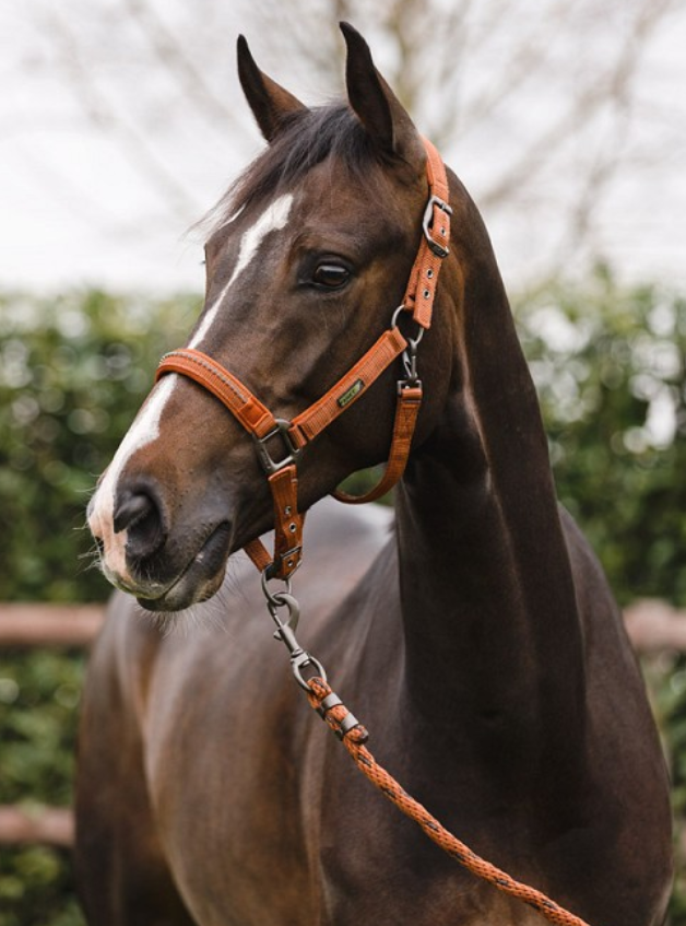 ANKY® Halter and Lead Stones