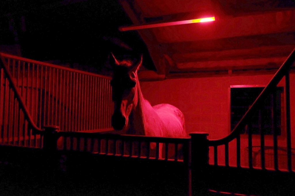 Horselight Advanced by Horselight UK