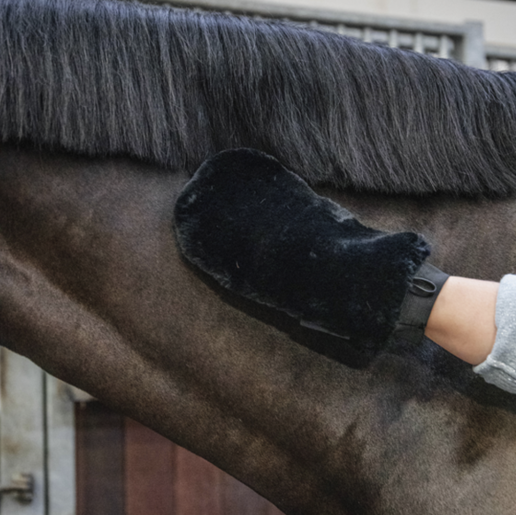 Grooming glove for shop horses