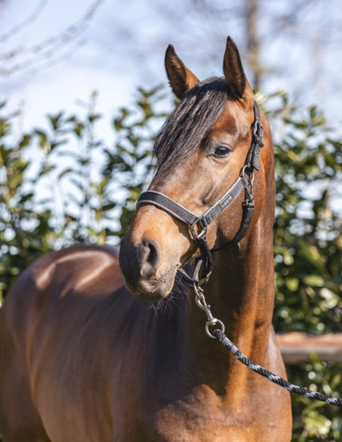 ANKY® Grooming Halter